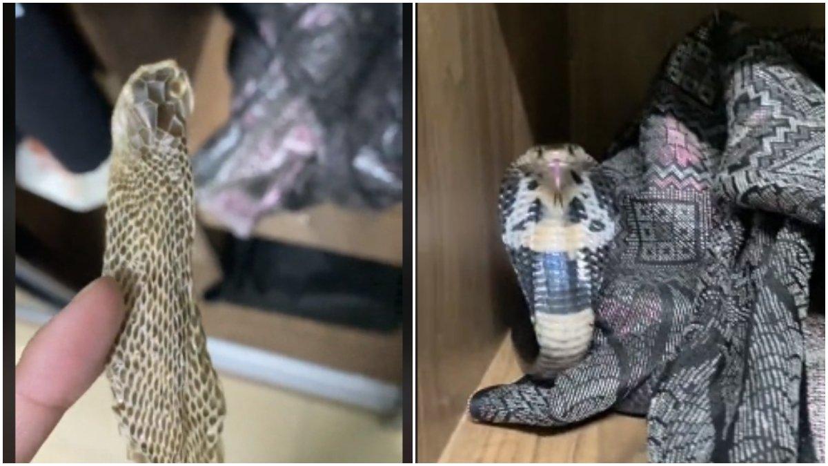 Curiga Ada Sisik Terkelupas di Rumah, Pria Terkejut Lihat Isi Lemari, Kepala Kobra Sedang Mengembang