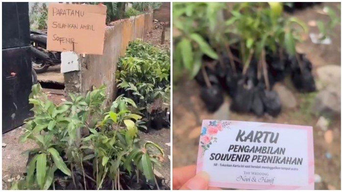 Seorang tamu undangan pernikahan di Tegal, Jawa Tengah mendapat souvenir berupa bibit tanaman buah-buahan