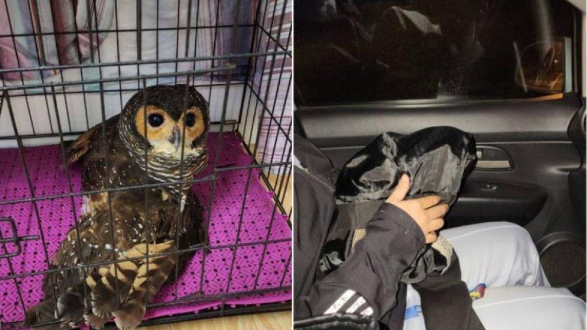 Seorang wanita bertemu dengan seekor burung hantu