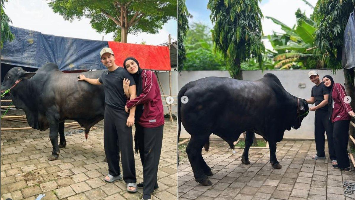 Potret Sapi 1,2 Ton Hadiah Raffi Ahmad Untuk Sonny Septian, Fairuz ...