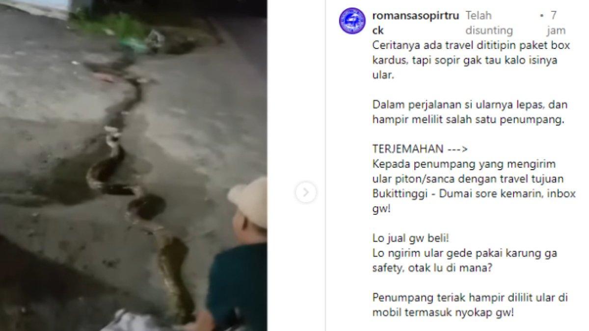 Sopir travel kaget paket yang ia bawa ternyata berisi ular
