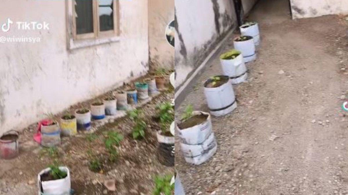 Tampak dari depan rumah wanita ini disulap jadi kebun cabai oleh tetangganya
