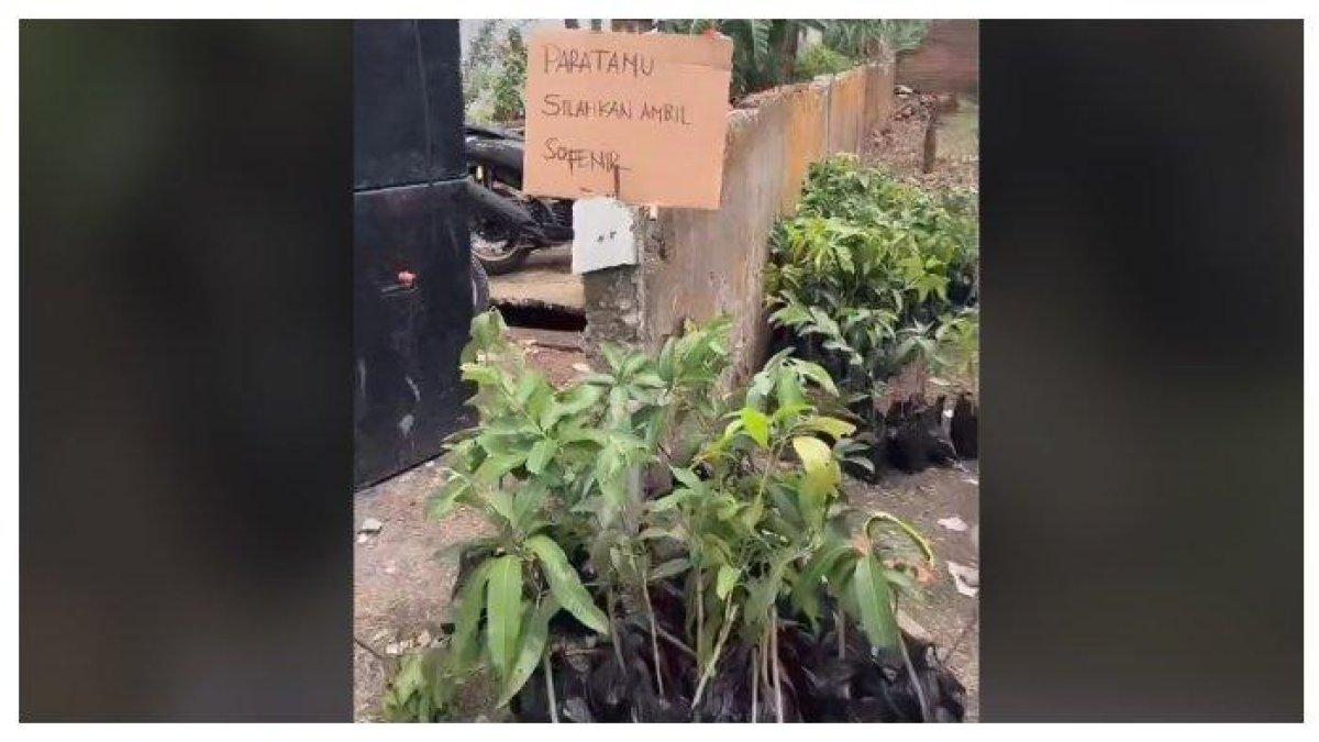 Tamu undangan pernikahan di Tegal dapat souvenir bibit tanaman buah