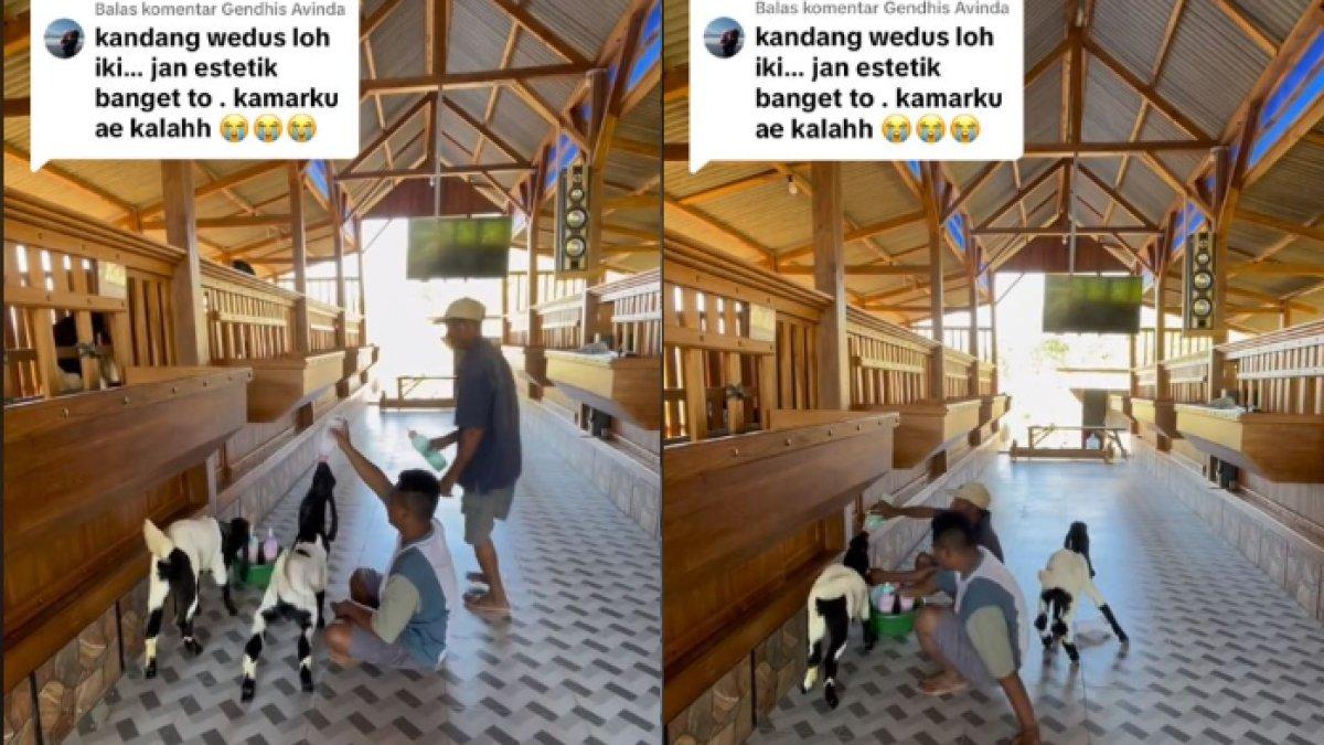 Terkadang pemilik dan karyawannya memberikan asupan susu kepada anak-anak kambing di dalam kandang.
