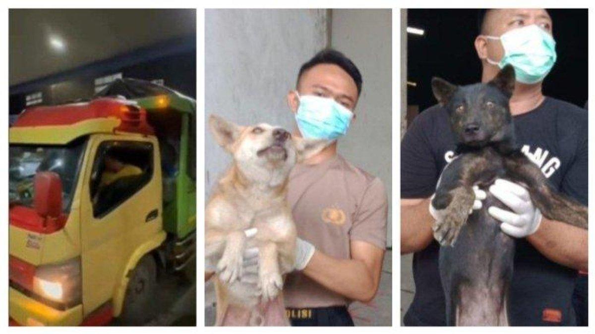 Truk membawa 226 anjing diberhentikan di gerbang Tol Otomatis (GTO) Kalikangkung Ngaliyan Semarang