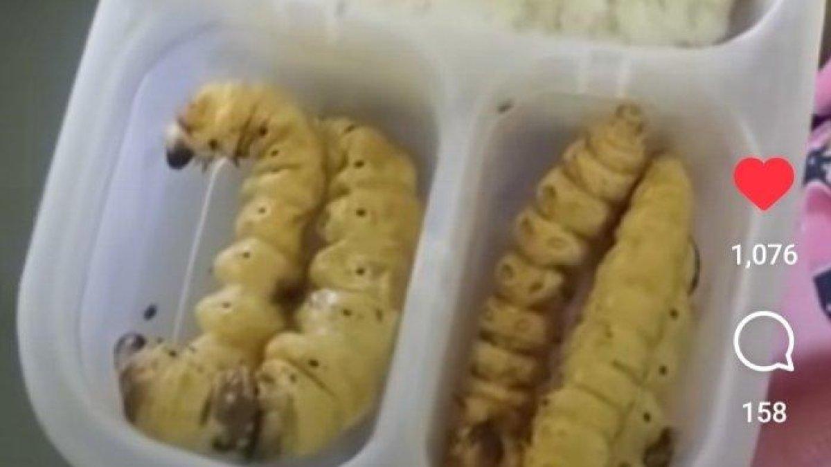 Viral Anak SD Bawa Bekal Lauk Ulat, Guru: Kebangetan!