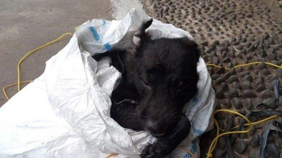 Viral di medsos seekor anjing