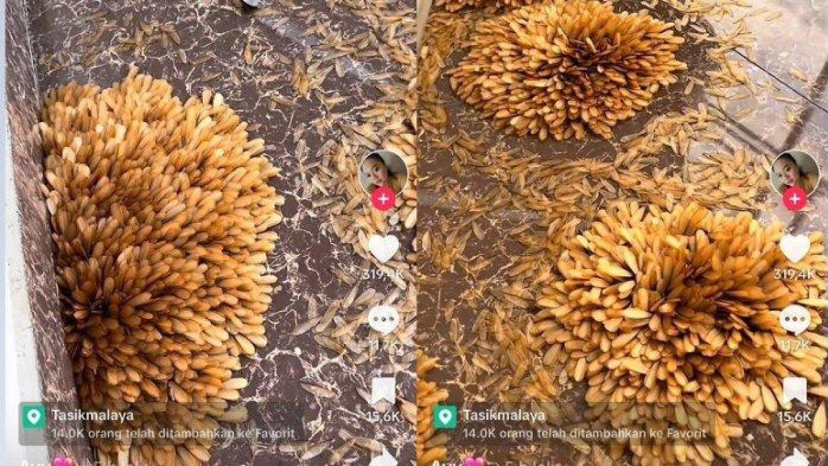 Viral ribuan laron membentuk motif bunga di Tasikmalaya