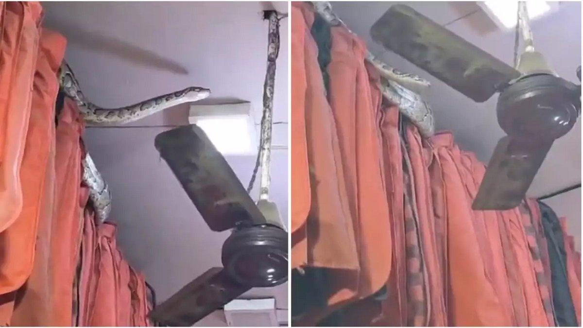 Viral video penampakan ular sepanjang 4 meter yang nongkrong di atas baju yang dijual.