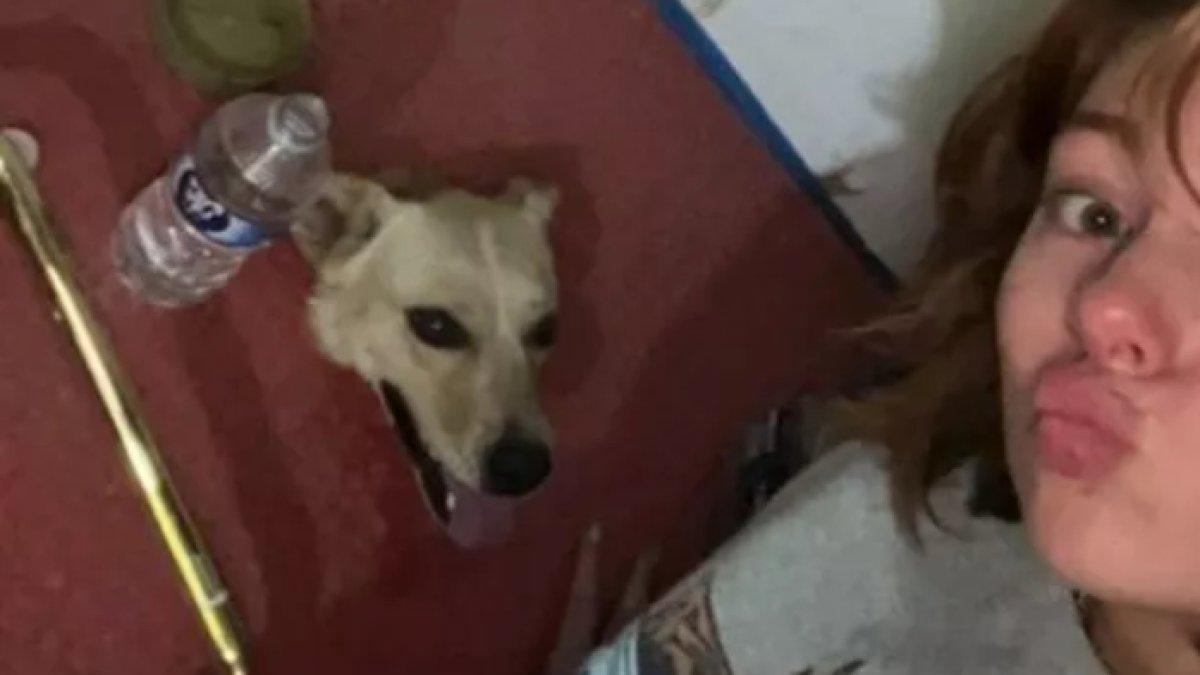 Wanita syok muncul kepala anjing di lantai kamar mandinya.