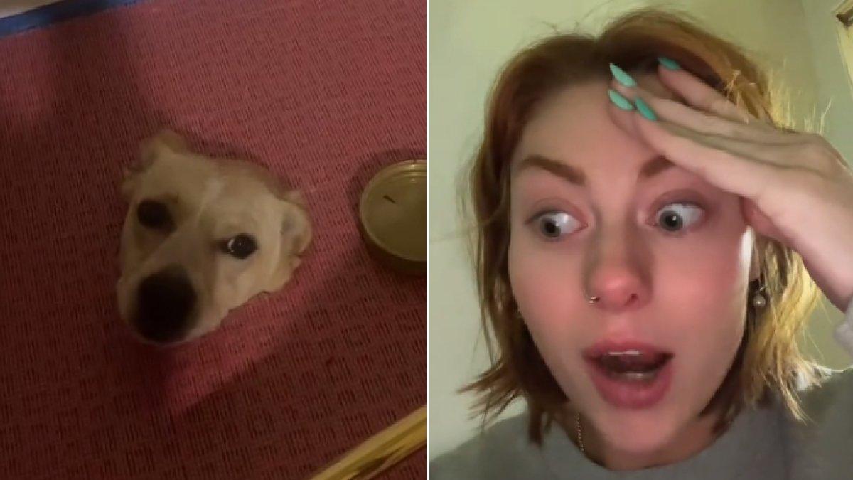 Wanita syok muncul kepala anjing di lantai kamar mandinya.