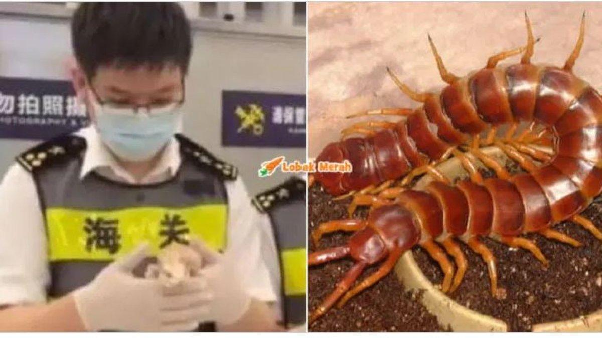 Wanita tersebut diduga memasukkan semua reptil itu ke dalam bra dan saku pakaiannya, dengan harapan bisa menyelundupkan hewan-hewan tersebut.