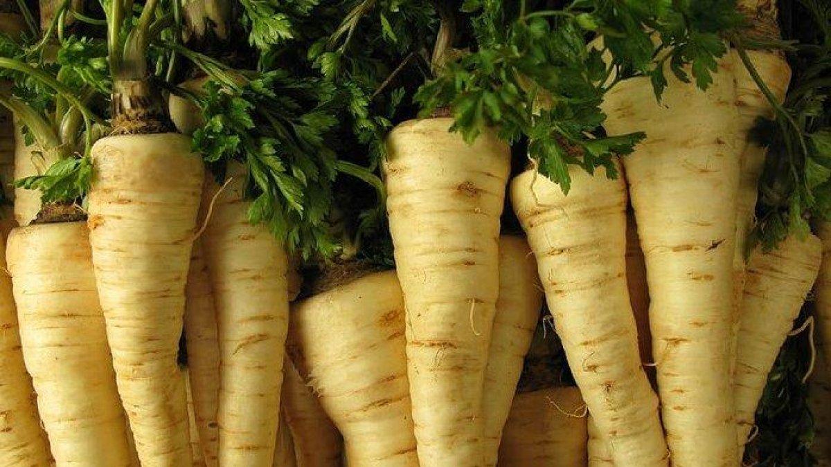 akar seledri untuk mengobati gagal ginjal