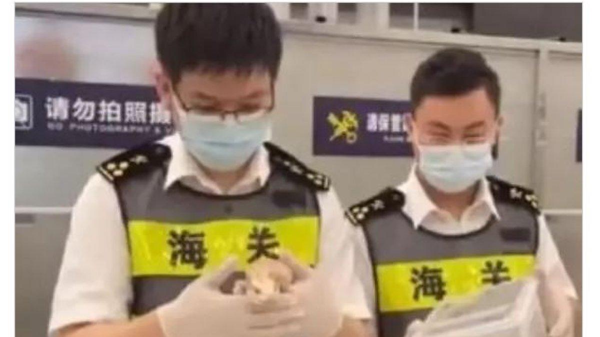 MENGERIKAN! aksi seorang wanita nekat selundupkan belasan ular, kadal hingga kelabang di celana dalam, kepergok petugas bea cukai.