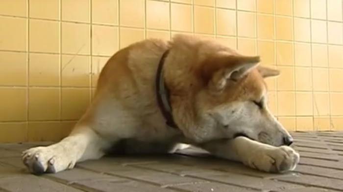 Ilustrasi. Anjing dibunuh dengan cara diracun