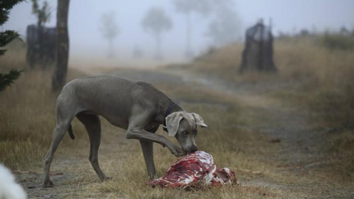 Anjing rabies
