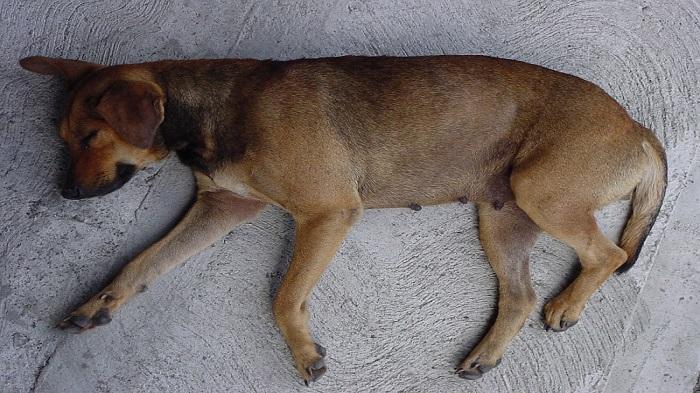 Ilustrasi anjing