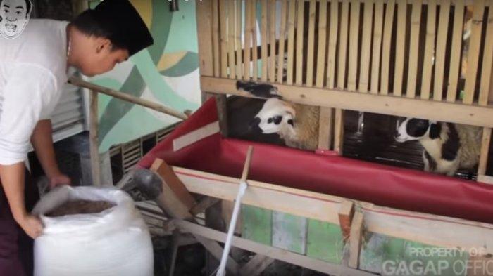 Inilah profil dan akun medsos komedian Azis Gagap yang banting stir menjadi pengusaha hewan kurban