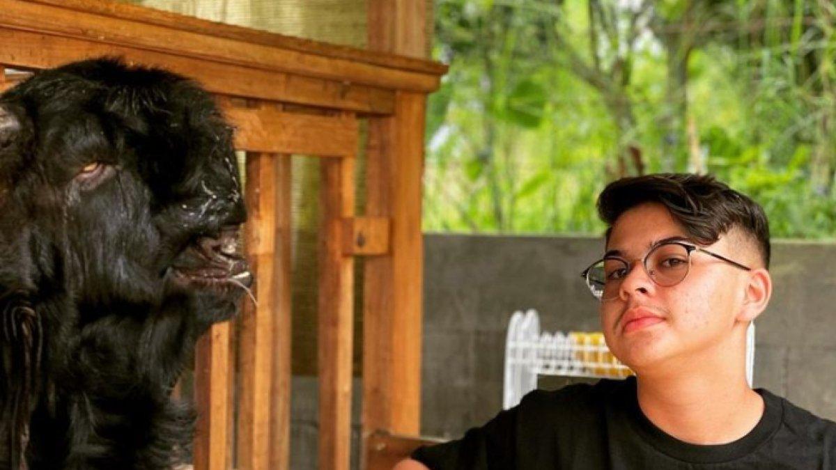 Baim Cilik mulai berternak kambing