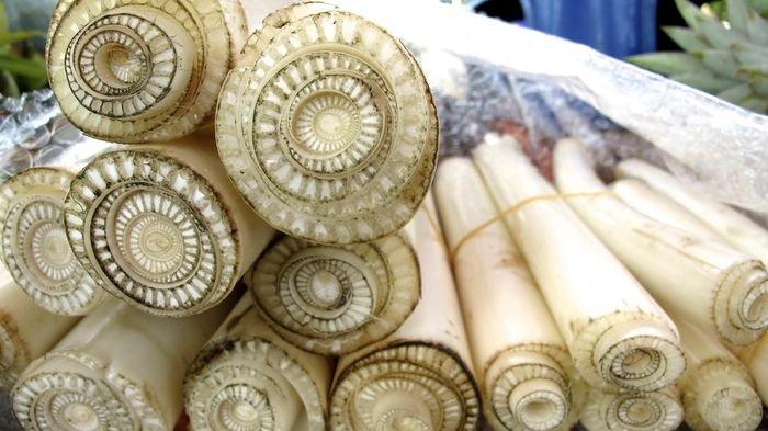 Konsumsi batang pohon pisang gegara kemarau panjang tak ada air untuk minum