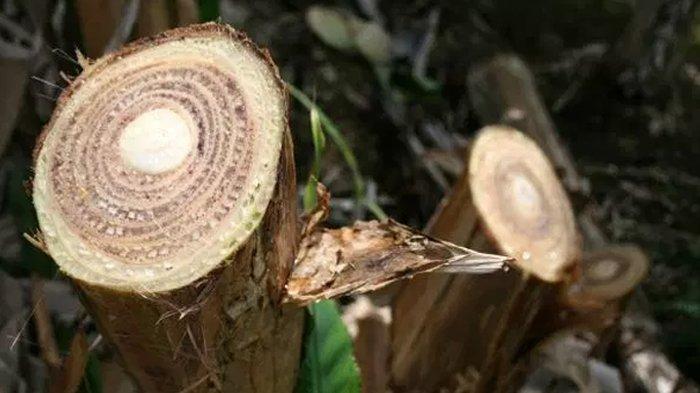Kisah ratusan warga Nusa Tenggara Timur (NTT) terpaksa meminum air dari batang pohon pisang imbas kekeringan