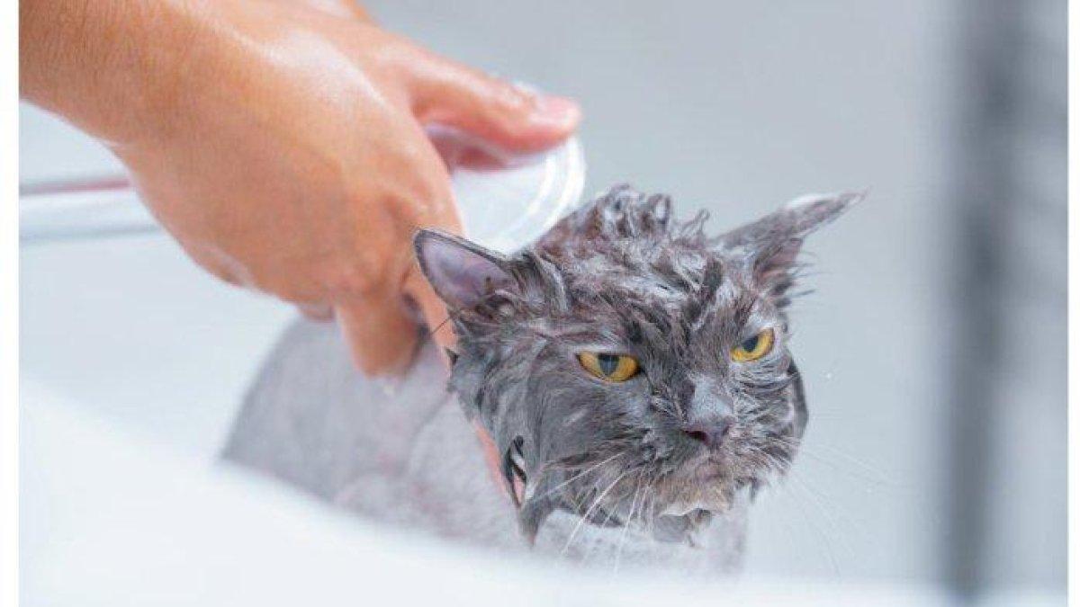 bersihkan tubuh kucing untuk mengobati flu kucing