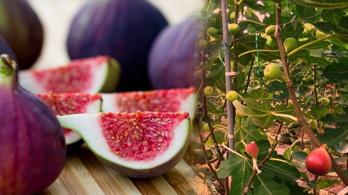 Buah tin untuk mengobati penyakit anemia
