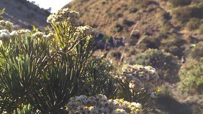 Seorang mahasiswi Undip ditemukan meninggal dunia di Gunung Lawu, Karanganyar.