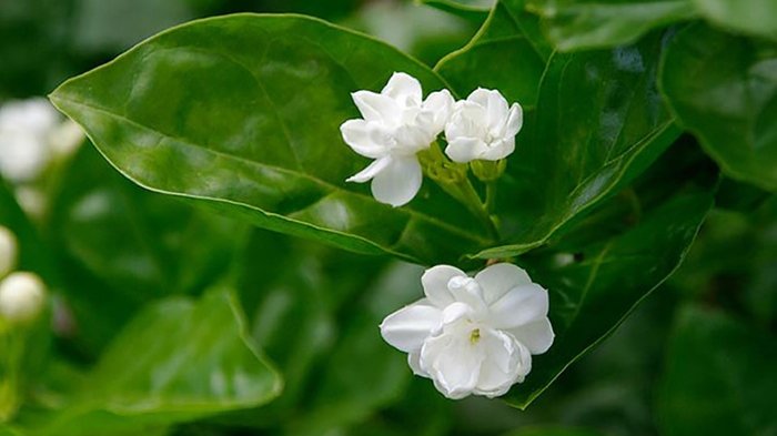 Bunga Melati