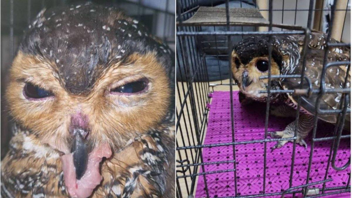 burung hantu tersebut tidak bisa makan sendiri
