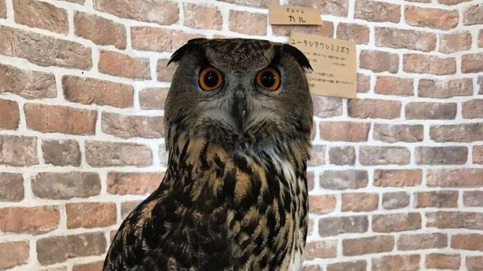 Burung hantu