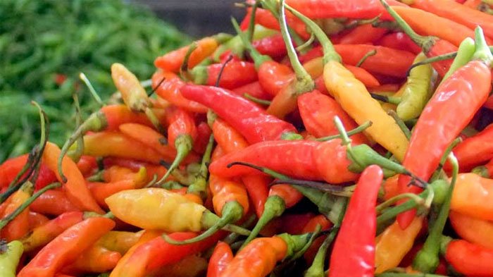 Cabai Rawit untuk mengobati rematik
