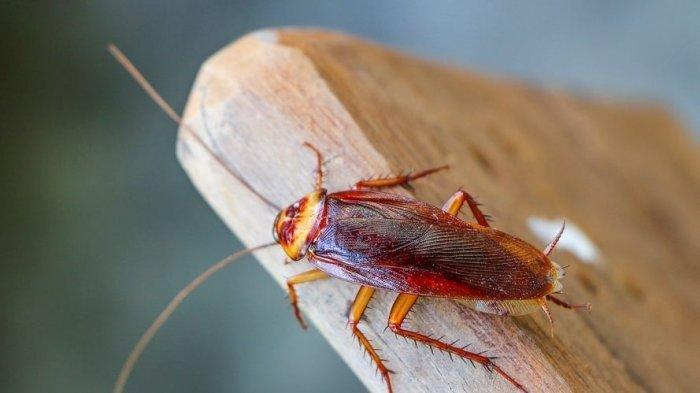 Ilustrasi serangga kecoa yang diolah dengan telur dadar