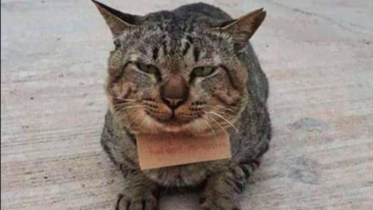 Catatan di leher kucing itu, kegembiraannya berubah menjadi kekhawatiran.