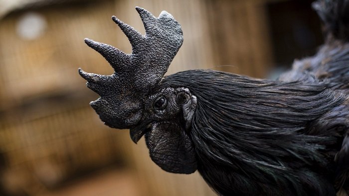 Ayam cemani.