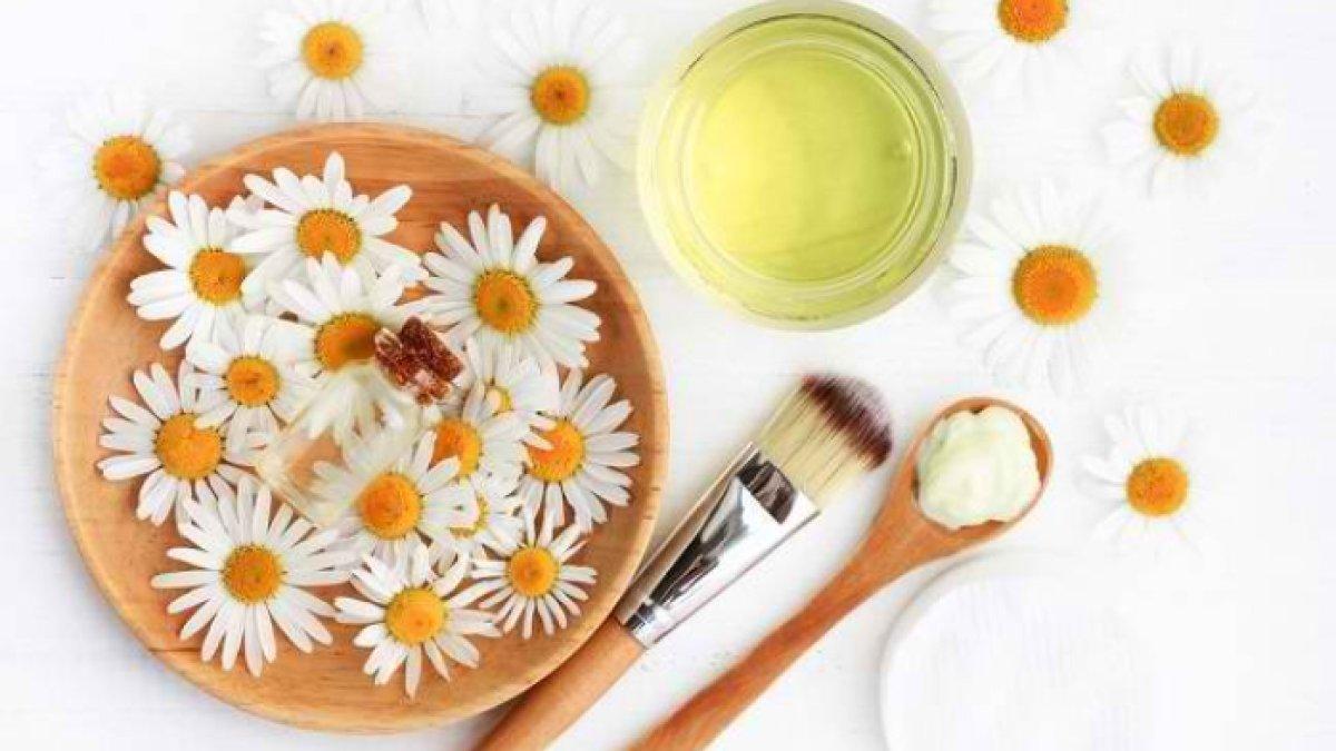 Chamomile untuk mengobati kutu kucing