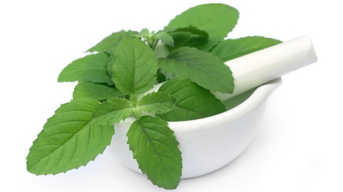 Daun Kemangi untuk asam lambung
