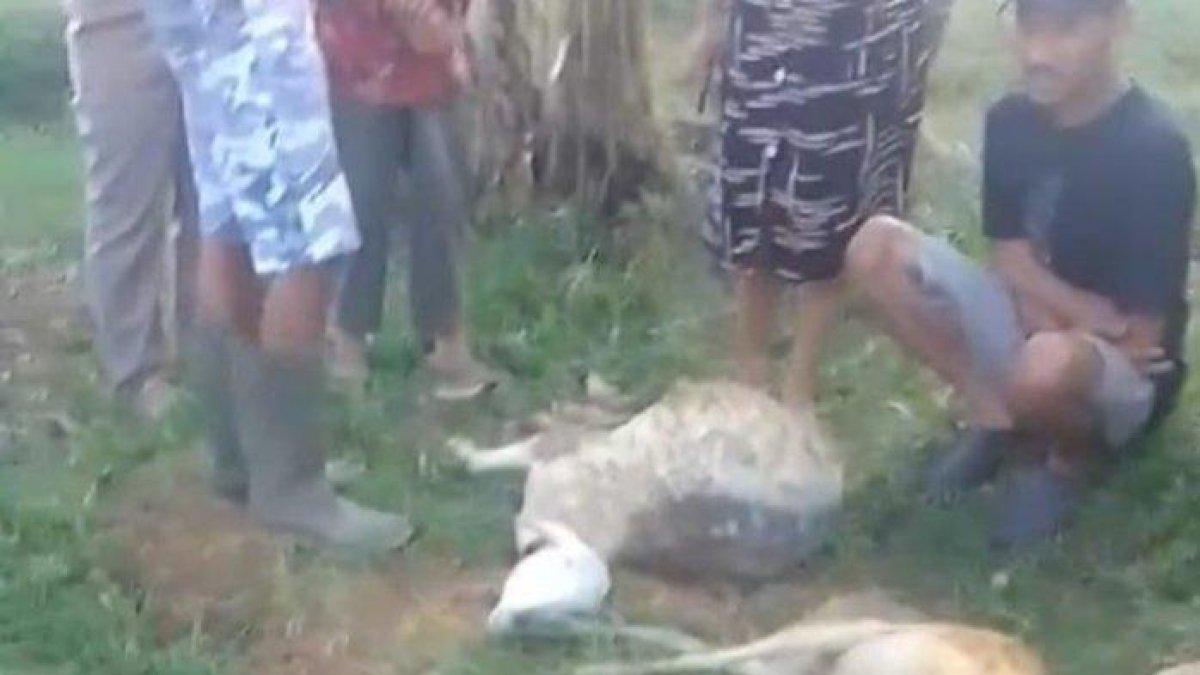 digegerkan dengan kematian sembilan ekor kambing