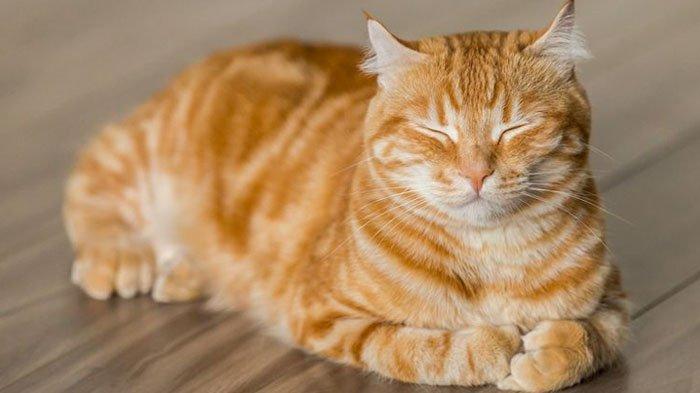 Fakta seputar kucing oren.