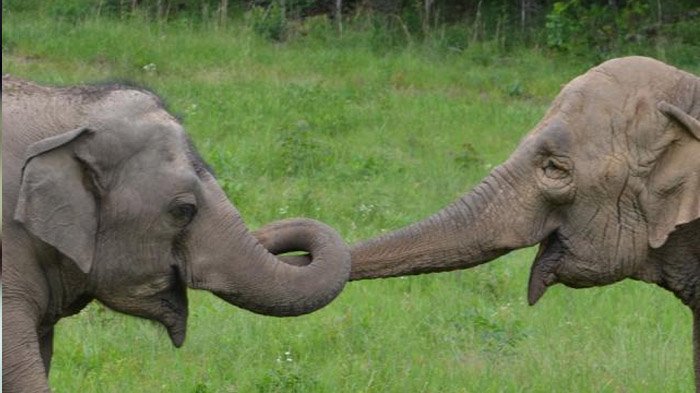 Ilustrasi gajah.