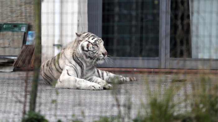 Владивосток статуя тигрят. Тигры в городе. Тигры в городе. Скульптура тигра во владивостоке. Тигриный город россии.