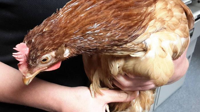 Ayam kesayangan masuk sumur, warga Kemang minta bantuan petugas Gulkarmat