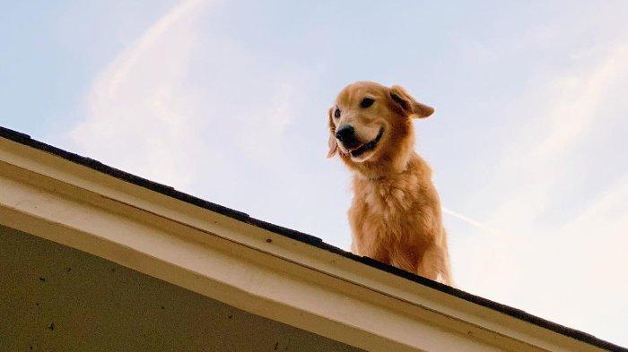 Huckleberry, anjing viral yang suka nongkrong di atas genting. Ilustrasi anjing