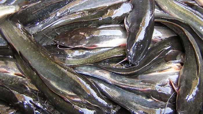 Ikan Lele