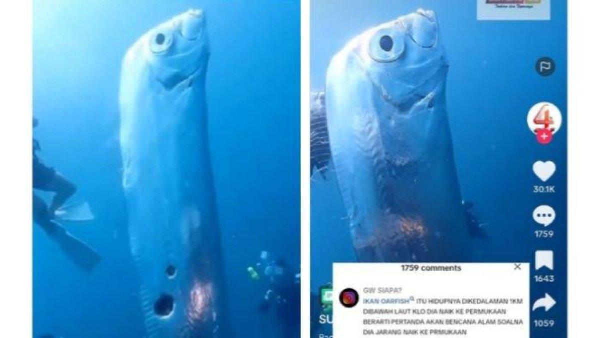 Ikan oarfish yang hidup di laut dalam.