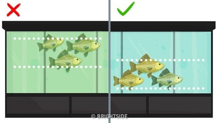 tips memilih ikan segar di pasar tradisional yang berkualitas