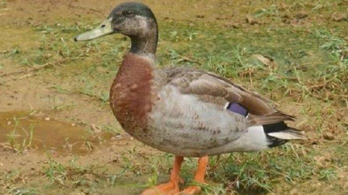 Ilustrasi gegara bebek lewat, dua warga Bantul DIY tewas karena alami kecelakaan.