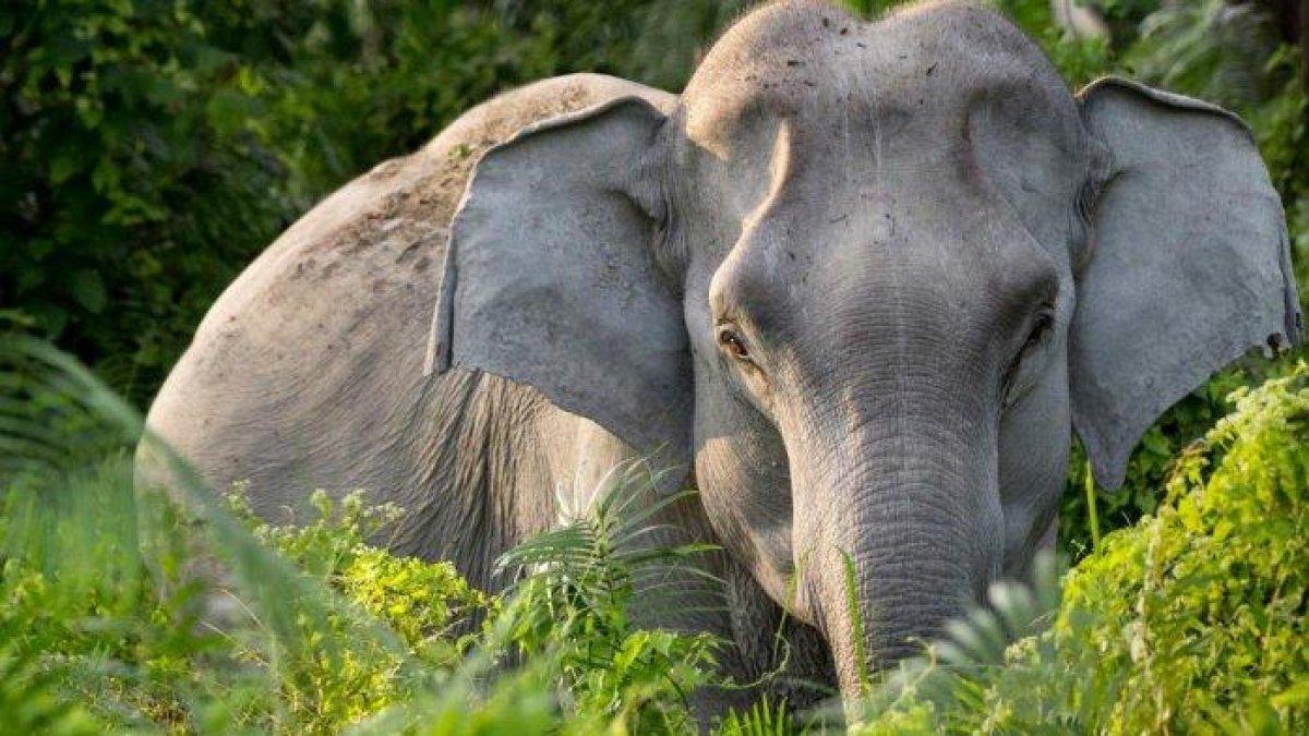 Ilustrasi gajah.