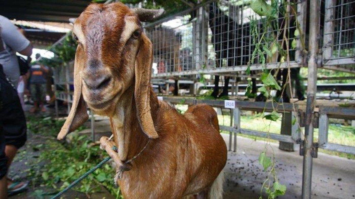 Ilustrasi - Sejumlah kambing dibebaskan dari penjara di Bangladesh