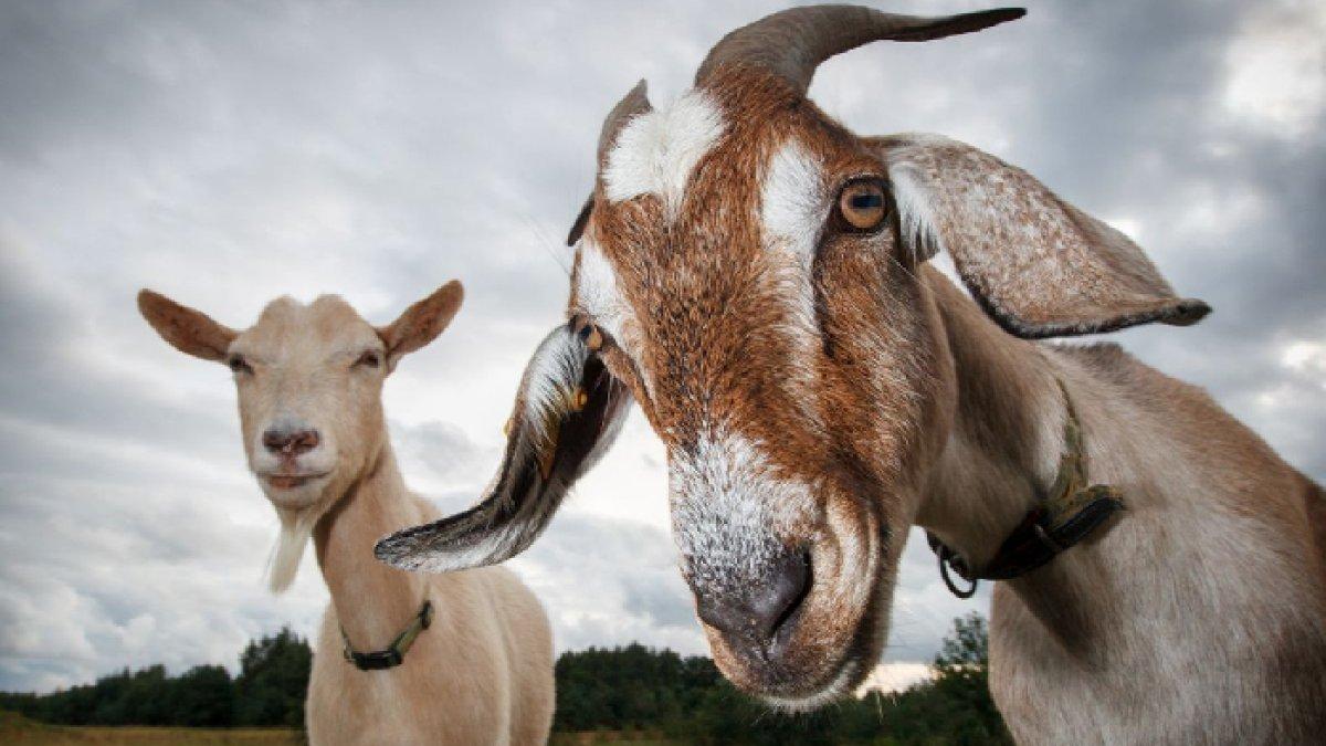 Ilustrasi kambing